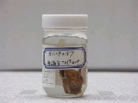 藏品(單指虎鮋)的圖片